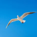 Die Allensche Regel gilt auch für Vögel: Neue KI-Daten zeigen, wie Flügel helfen, Hitze zu regulieren und Klimawandel besser zu überstehen.