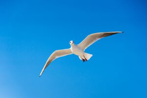 Die Allensche Regel gilt auch für Vögel: Neue KI-Daten zeigen, wie Flügel helfen, Hitze zu regulieren und Klimawandel besser zu überstehen.