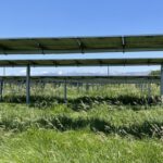 Überraschung bei Dürre – Solaranlagen bringen das Gras zurück