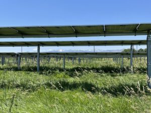 Überraschung bei Dürre – Solaranlagen bringen das Gras zurück