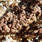 Mojave-Mikroorganismen überleben tödliche UV-Strahlung
