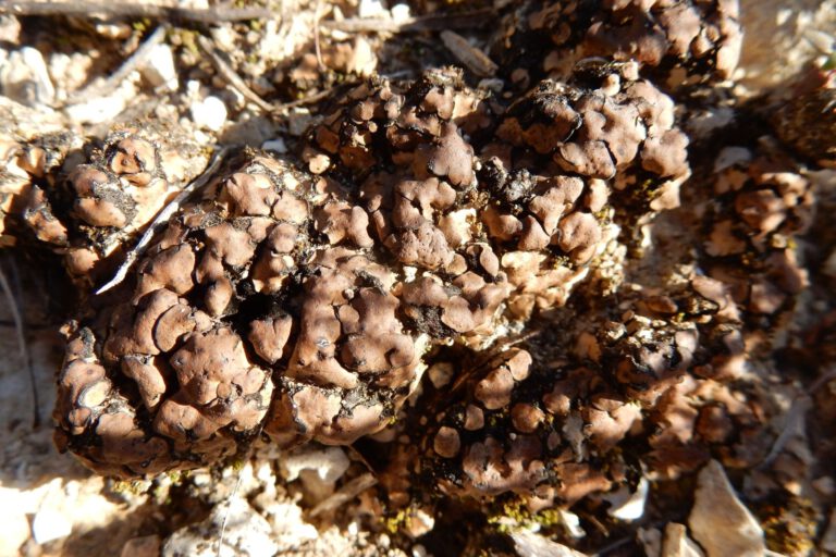 Mojave-Mikroorganismen überleben tödliche UV-Strahlung