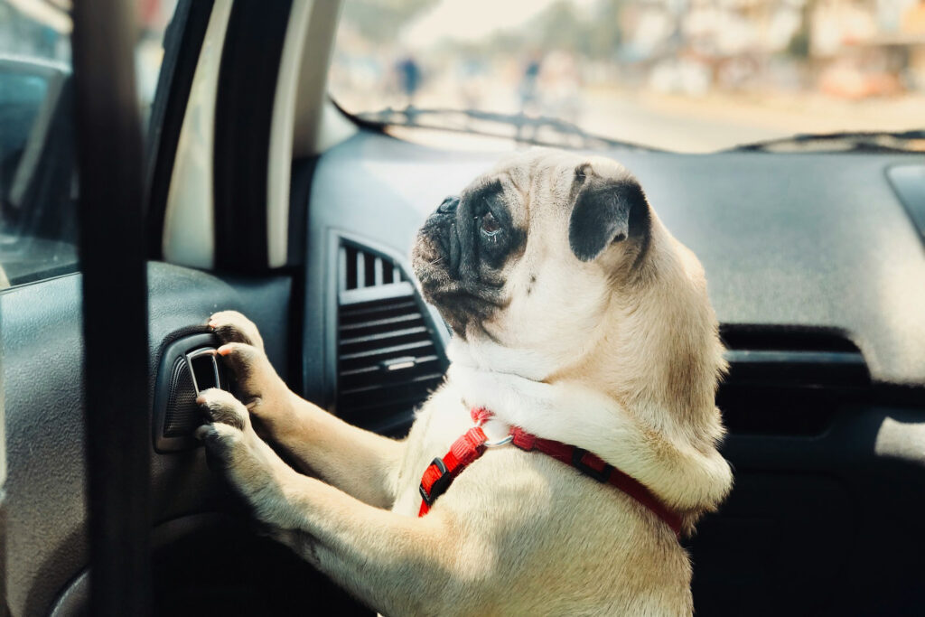 Hunde mit kurzer Schnauze wie Möpse können Hitze sehr schlecht regulieren – ihnen droht im Auto besonders schnell Überhitzung. © Unsplash