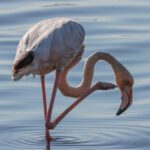 Flamingos „rattern“ und „tanzen“, um kleine Salinenkrebse zu fangen - diese Techniken erhöhen ihren Jagderfolg erheblich und können sogar neue Technologien inspirieren. © Unsplash