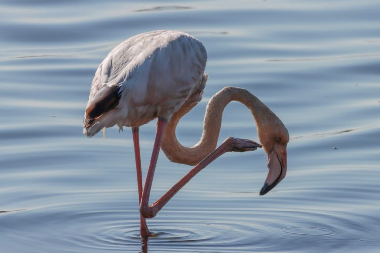 Flamingos „rattern“ und „tanzen“, um kleine Salinenkrebse zu fangen - diese Techniken erhöhen ihren Jagderfolg erheblich und können sogar neue Technologien inspirieren. © Unsplash