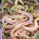 Was die Polymer-Physik über Wurmknäuel herausgefunden hat