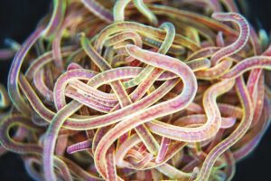 Was die Polymer-Physik über Wurmknäuel herausgefunden hat