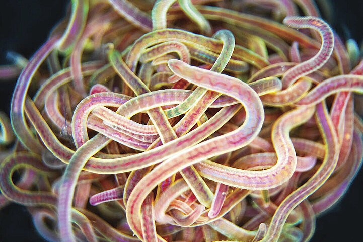 Was die Polymer-Physik über Wurmknäuel herausgefunden hat