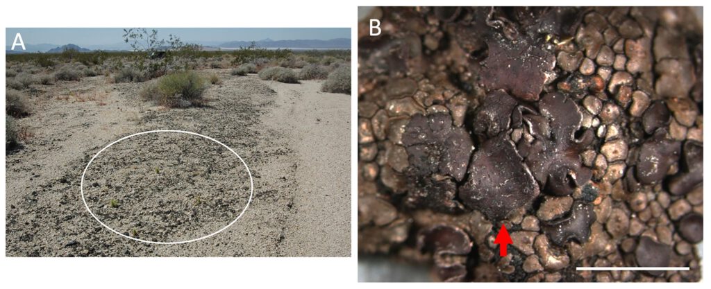 (A) Flechten in der Mojave-Wüste. (B) Bei näherem Hinsehen fällt die dunkle Färbung auf. Quelle: Studie