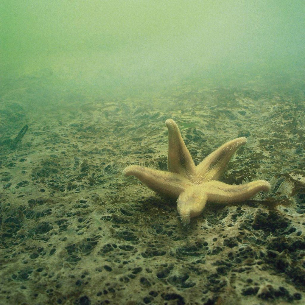 Sauerstoffarmut hat gravierende Folgen für das Leben im Meer. In manchen Gebieten können keine höheren Lebewesen mehr existieren, weshalb sie umgangssprachlich auch „Todeszonen“ genannt werden. © Peter Bondo Christensen, Universität Aarhus