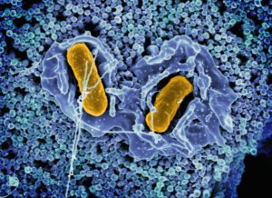 Forscher ermöglichen Tracking von Immunzellen im Körper