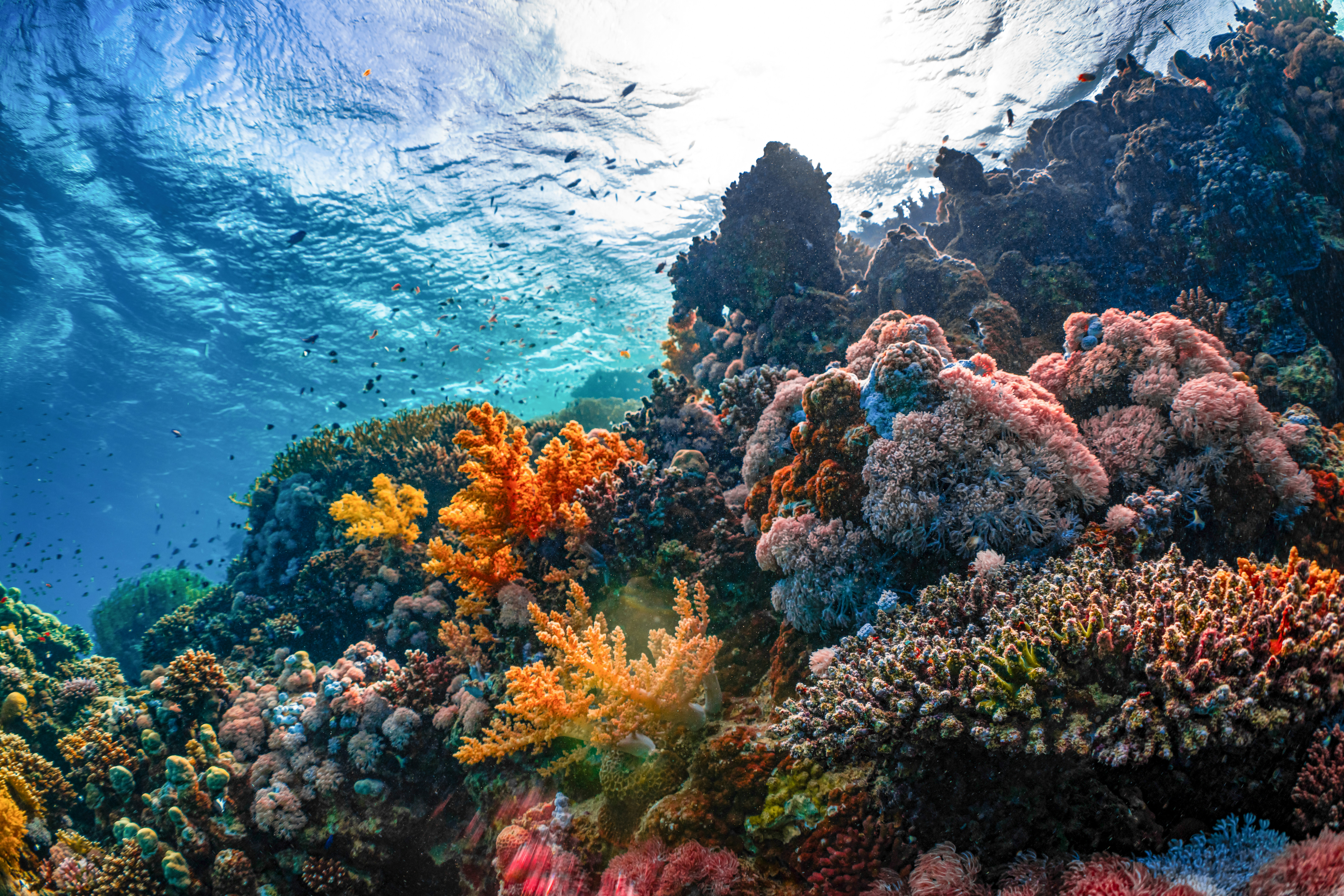 CO2-Entnahme im Ozean: Klimaschutz mit Nebenwirkungen