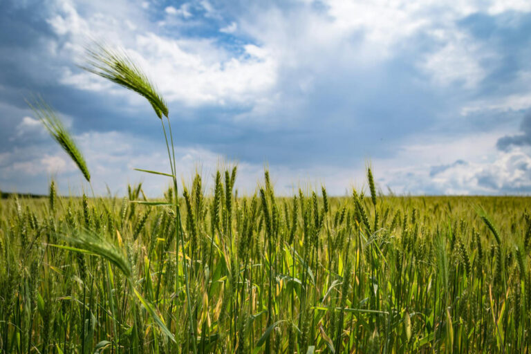 Neuer Gen-Schalter macht Pflanzen steuerbar wie Maschinen