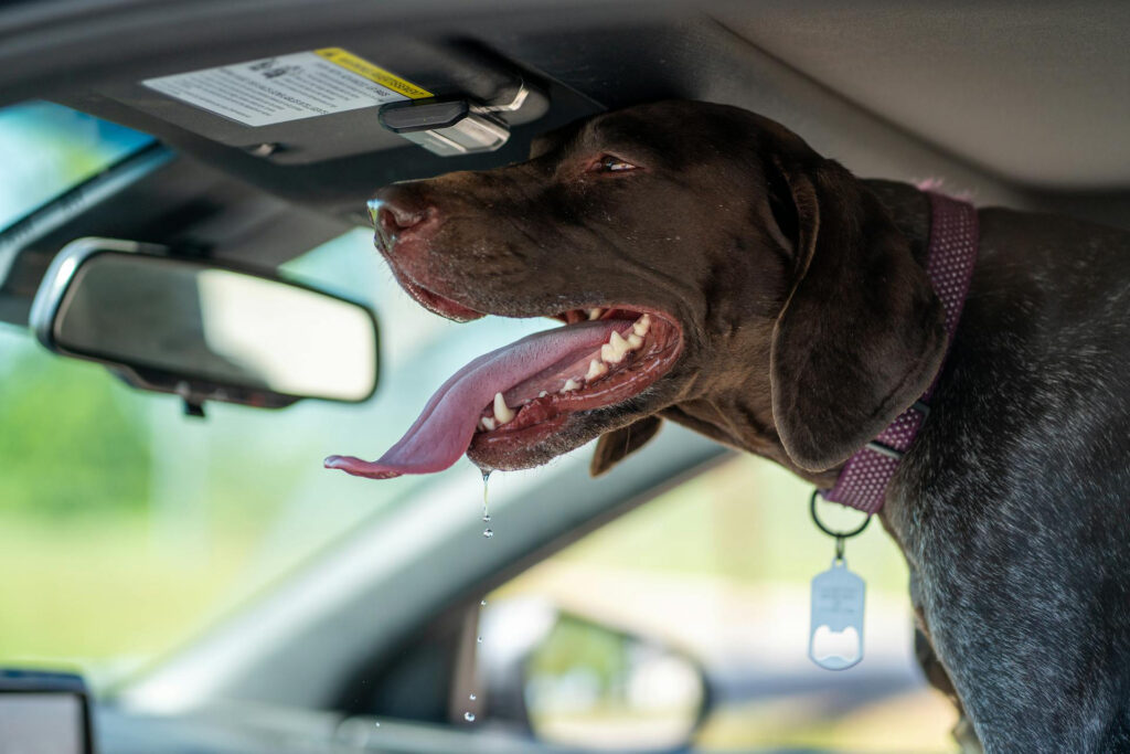 Hunde in Lebensgefahr: Schon kurze Hitze im Auto kann töten