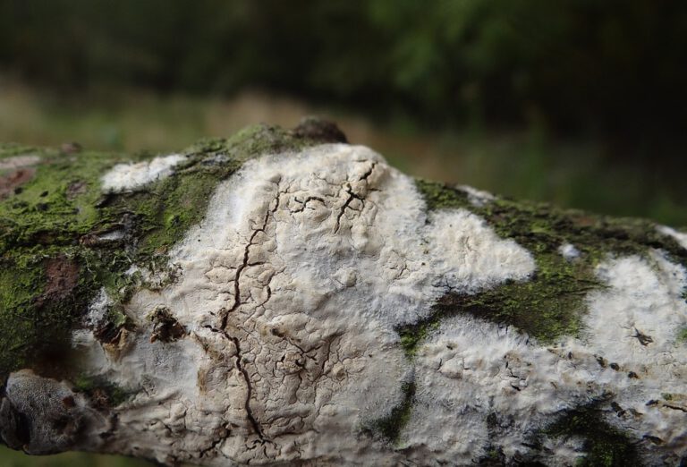 Haben Pilze ein Bewusstsein? – Forscher entdecken Erstaunliches