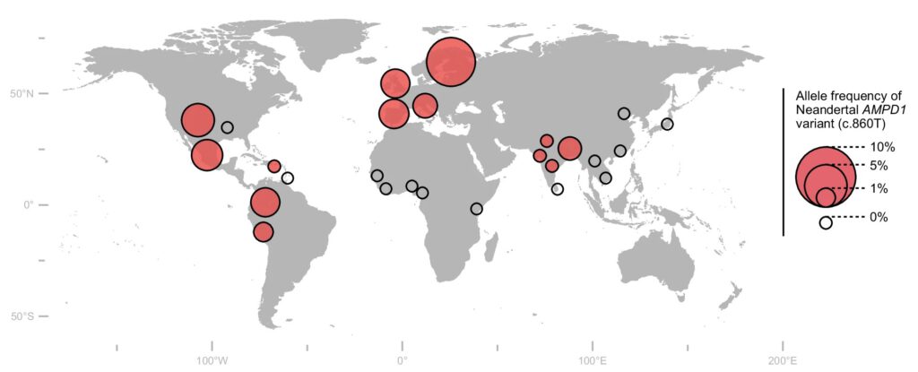 Geografische Verteilung der Neandertaler-Variante im AMPD1-Gen in 26 Populationen der 1000-Genome-Studie: Rote Kreise zeigen die Häufigkeit des Allels, offene Kreise markieren Populationen ohne diese Genvariante. © Nature Communications