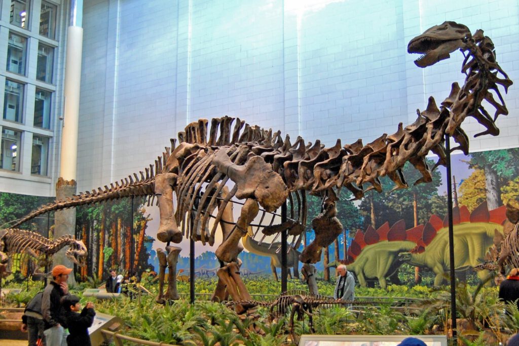 Fossile Zähne zeigen Fressverhalten der Dinosaurier
