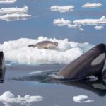 Kein Einzelfall: Wilder Orca teilt Beute mit Menschen