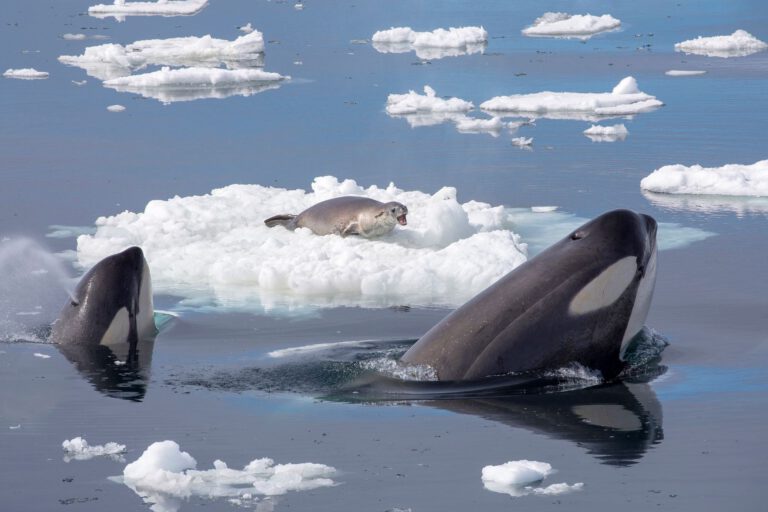 Kein Einzelfall: Wilder Orca teilt Beute mit Menschen