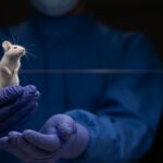 Mäuse mit menschlichem Sprachgen rufen plötzlich anders