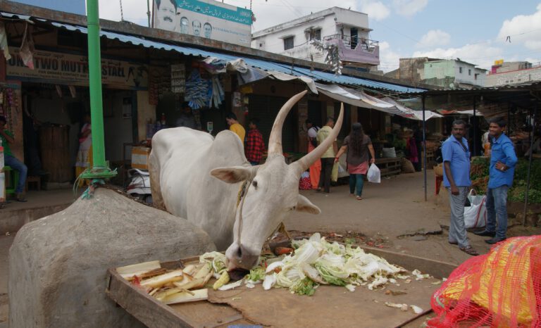Aus Küchenresten wird Tierfutter: In Bengaluru entsteht eine Kreislaufwirtschaft, die Kühe nährt und das Klima entlasten könnte.