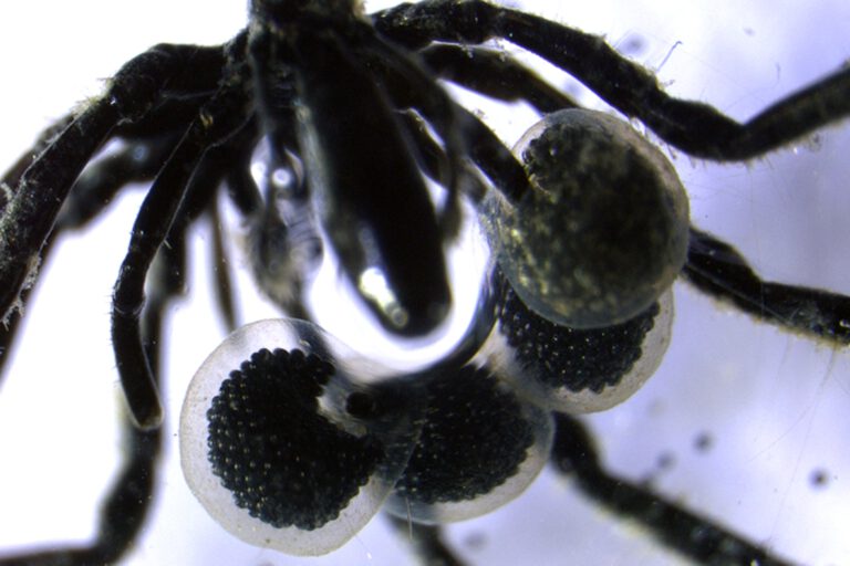 Neue Tiefseespinnen betreiben bizarren Bakterienanbau