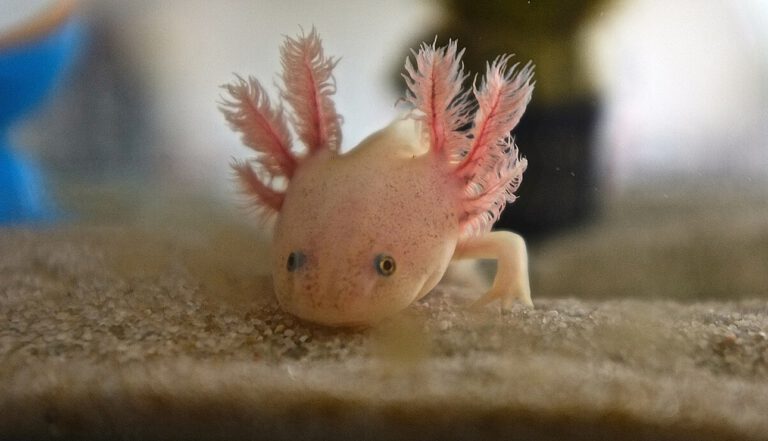Axolotl gegen Krebs: Schleim löst gezielten Zelltod aus