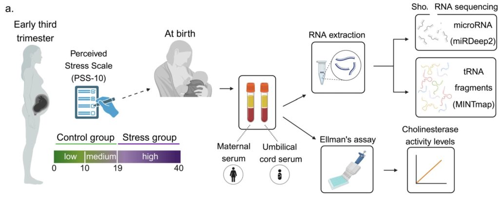 Die Studie analysierte Blut von 120 Mutter-Kind-Paaren mit vaginaler Geburt, um anhand von Stressskalen, Enzymaktivität und RNA-Profilen den Einfluss pränatalen Stresses zu untersuchen. © Studie
