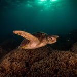 Ozeane werden dunkler – Lebensraum unter Wasser verschwindet