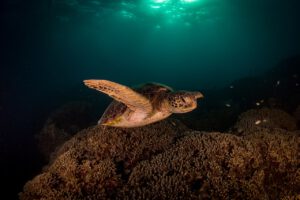 Ozeane werden dunkler – Lebensraum unter Wasser verschwindet