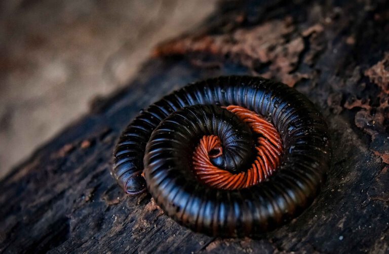 Tausendfüßler liefern Bausteine für neue Medikamente