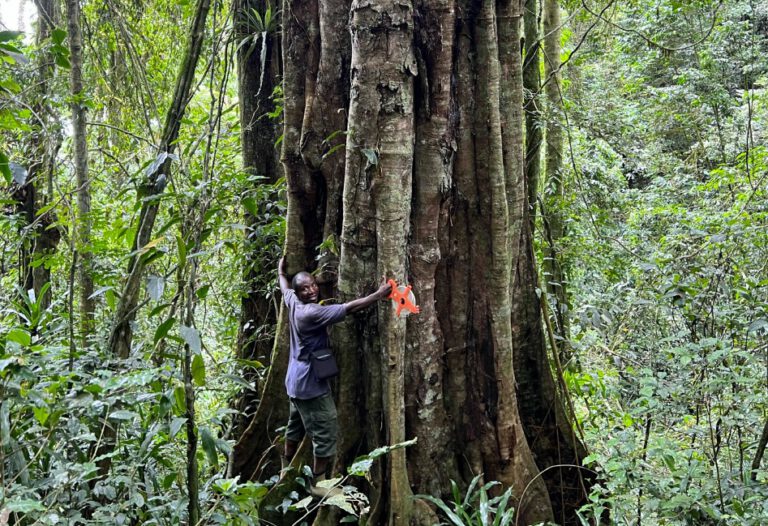 3.000 Jahre alte Baumriesen der Art Tessmannia princeps entdeckt