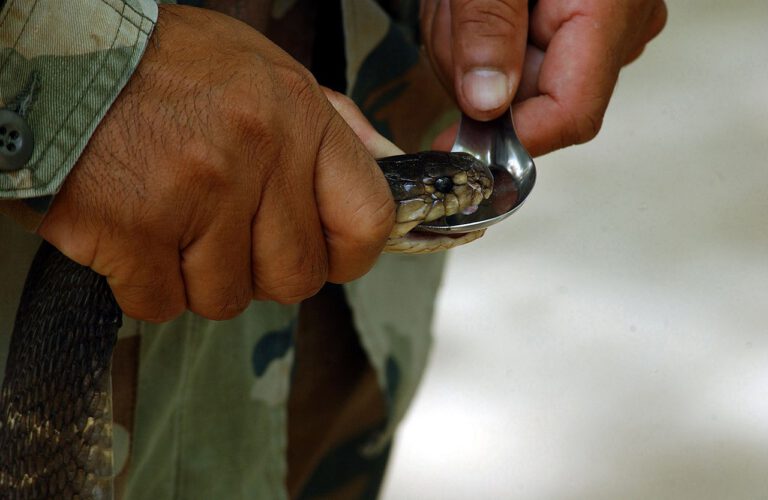 KI macht aus Tiergift neue Antibiotika – Bakterien sind machtlos