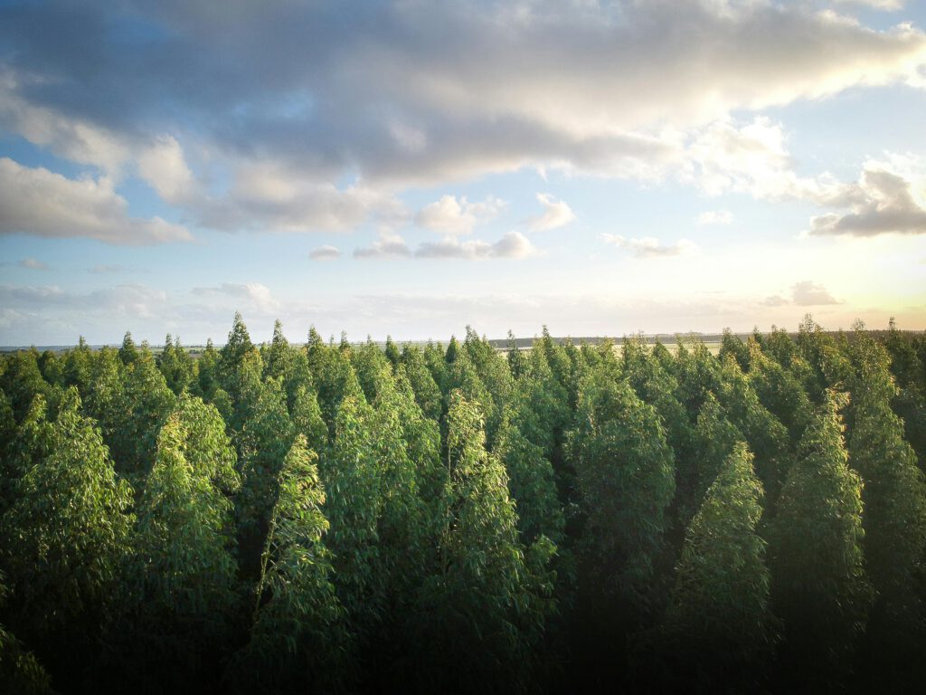 Studie zeigt: Aufforstung scheitert am Klimawandel