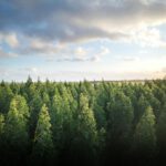 Studie zeigt: Aufforstung scheitert am Klimawandel