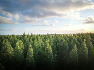 Studie zeigt: Aufforstung scheitert am Klimawandel