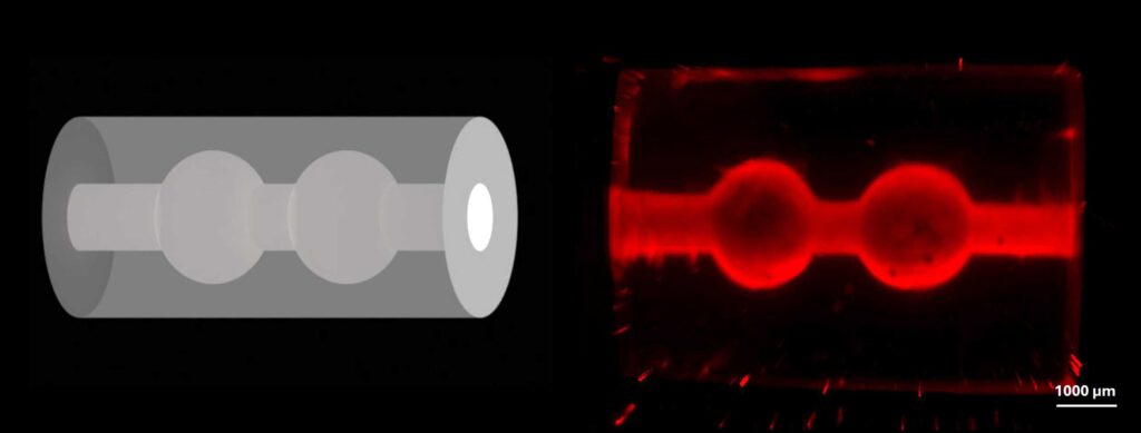 3D-Modell einer milchbildenden Einheit der menschlichen Brust: Links ist der digitale Entwurf zu sehen, rechts die gedruckte Struktur, hergestellt mit volumetrischem 3D-Druck und sichtbar gemacht mit einem Light-Sheet Mikroskop. © Amelia Hasenauer / ETH Zürich