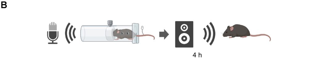 Eine schematische Darstellung des Experiments: Eine Maus wurde fixiert und ihr Schwanz mit einer Arterienklemme geklemmt, um ihre Lautäußerungen im Schmerz aufzuzeichnen. Andere Mäuse waren diesen Klängen vier Stunden lang in einer schalldichten Box ausgesetzt. Quelle: Studie