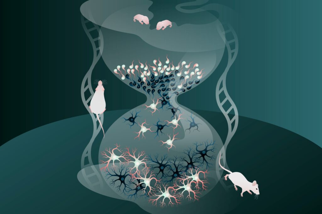 Junge Nervenzellen reifen schneller als früh gebildete Zellen: Auf diese Weise können sie ihren zeitlichen Rückstand ausgleichen und sich rechtzeitig in neuronale Netzwerke integrieren. © MPI für biologische Intelligenz / Julia Kuhl