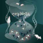 Junge Nervenzellen reifen schneller als früh gebildete Zellen: Auf diese Weise können sie ihren zeitlichen Rückstand ausgleichen und sich rechtzeitig in neuronale Netzwerke integrieren. © MPI für biologische Intelligenz / Julia Kuhl