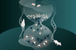 Junge Nervenzellen reifen schneller als früh gebildete Zellen: Auf diese Weise können sie ihren zeitlichen Rückstand ausgleichen und sich rechtzeitig in neuronale Netzwerke integrieren. © MPI für biologische Intelligenz / Julia Kuhl