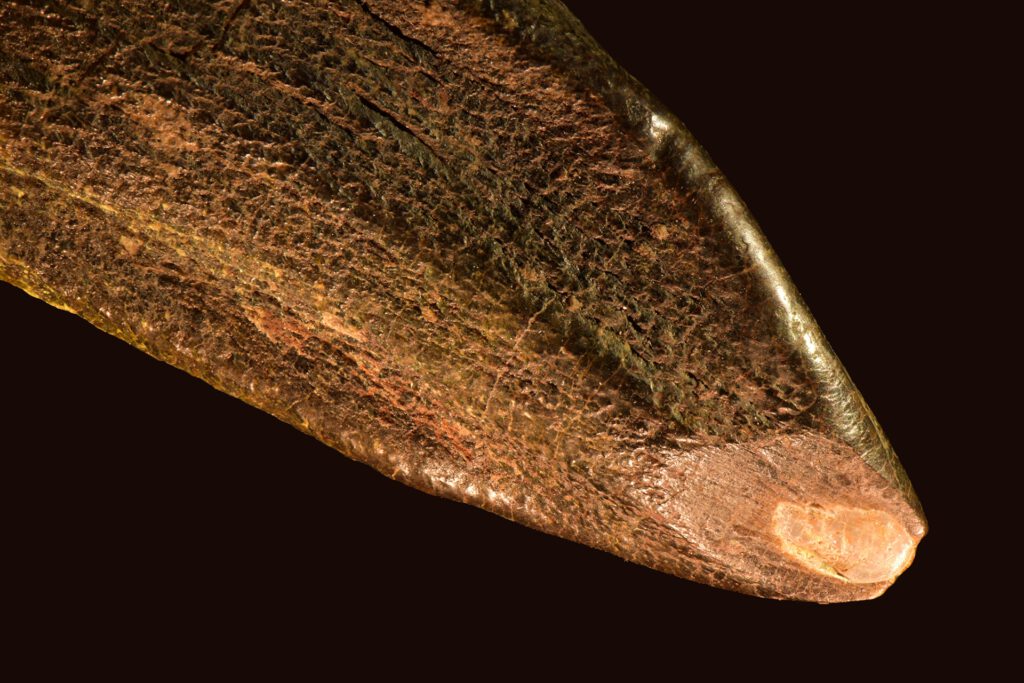 Zahn des Giraffatitan aus Tanzania. Die Abnutzungsfläche mit den Kratzern auf der Zahnspitze ist gut sichtbar. © Jan Kersten, Freie Universität Berlin, Fachrichtung Paläontologie.