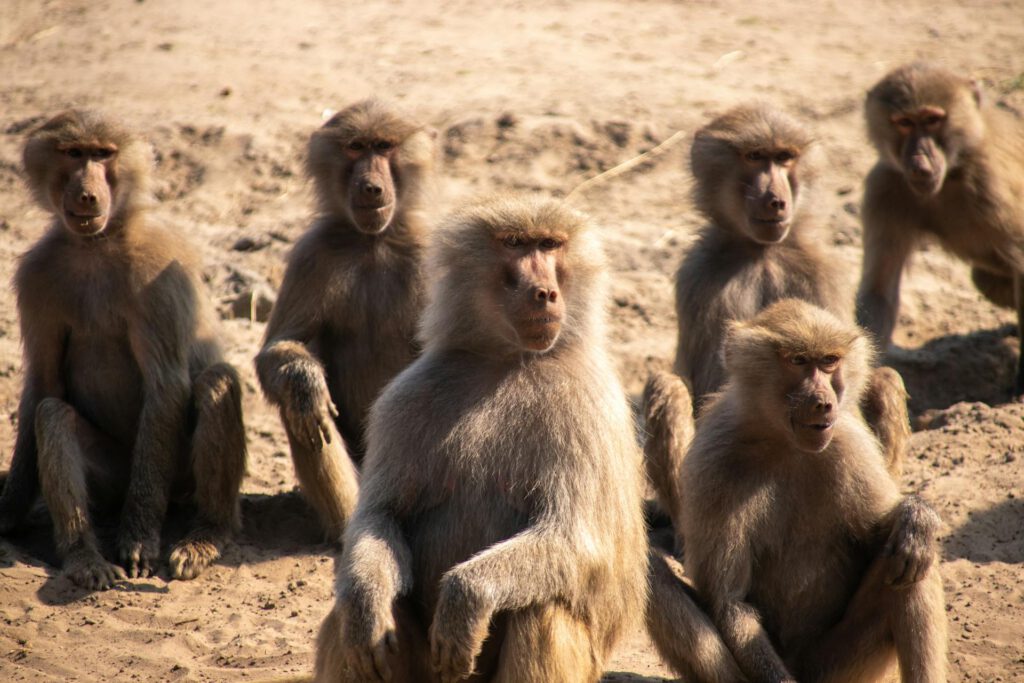 Studie an Primaten widerlegt den Mythos vom Alpha-Männchen