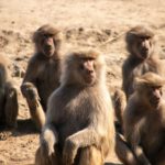 Studie an Primaten widerlegt den Mythos vom Alpha-Männchen