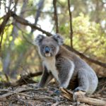 Die meisten Koalas sterben in den wenigen Minuten am Boden.