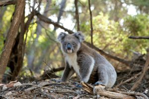 Die meisten Koalas sterben in den wenigen Minuten am Boden.