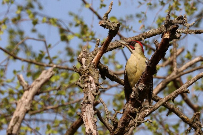 Waldvögel: KI erkennt bislang geheime Muster in ihrem Gesang