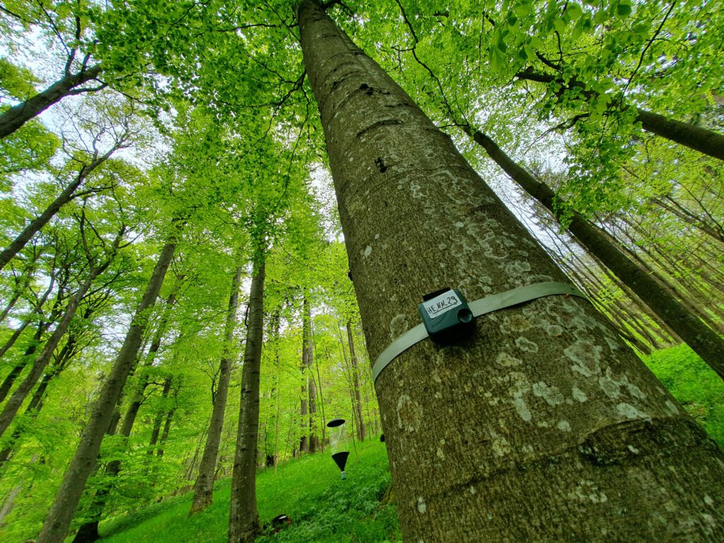 Kleine Audiorekorder wurden rund um die Uhr verwendet, um Vogelgesänge im Wald aufzunehmen. © David Singer