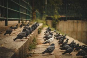 Gruppenverhalten bei Tauben: Nur viele Blicke zählen