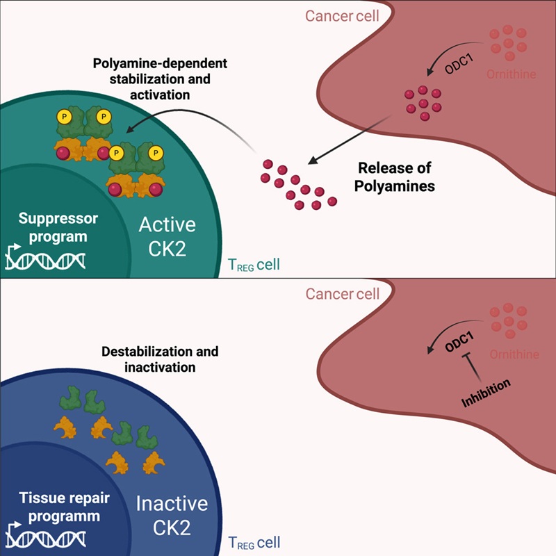 Zu viele Polyamine im Tumor schwächen wichtige Abwehrzellen. Wird ihre Produktion gestoppt, kann das Immunsystem Krebs gezielter angreifen. © Science Direct